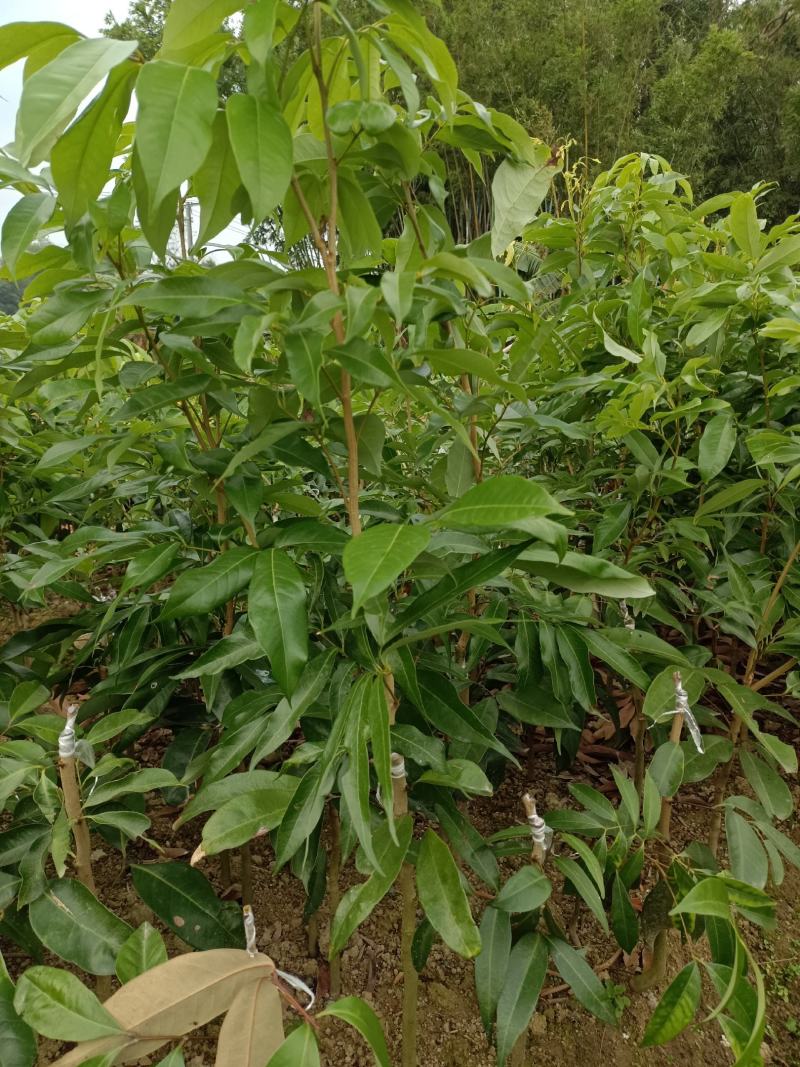 妃子笑荔枝苗