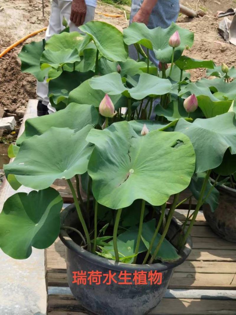 盆栽荷花荷花苗精品盆栽荷花自产自销保质保量