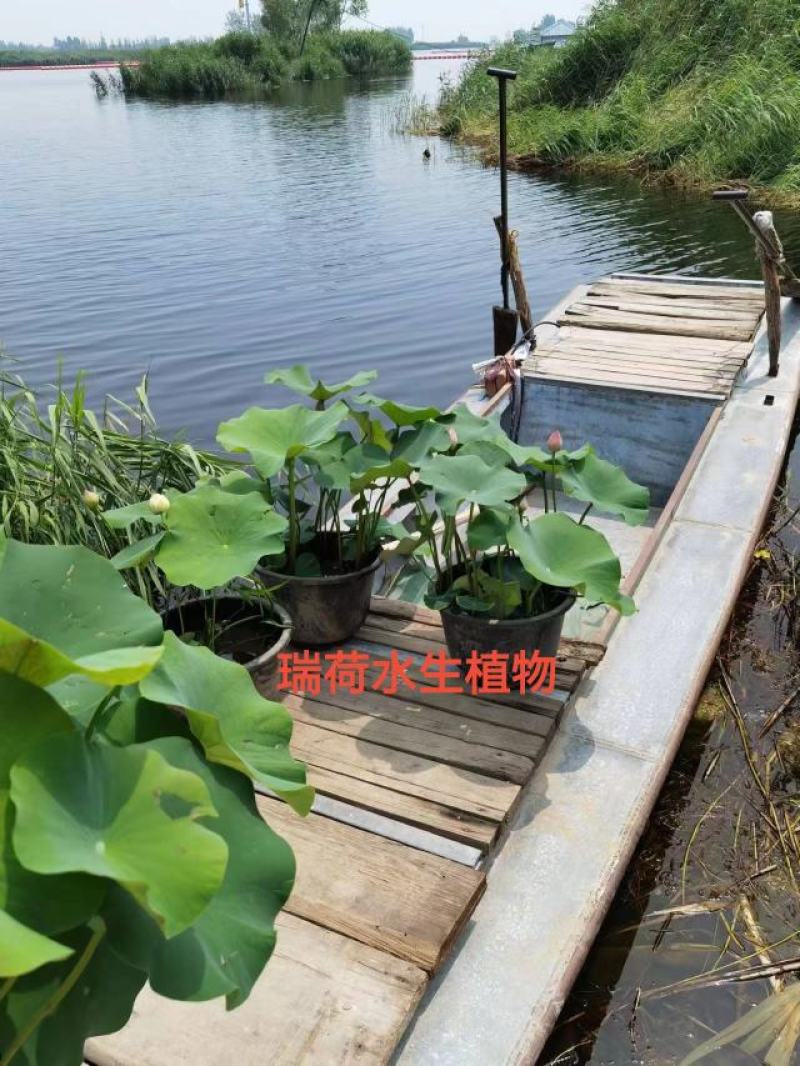 盆栽荷花荷花苗精品盆栽荷花自产自销保质保量