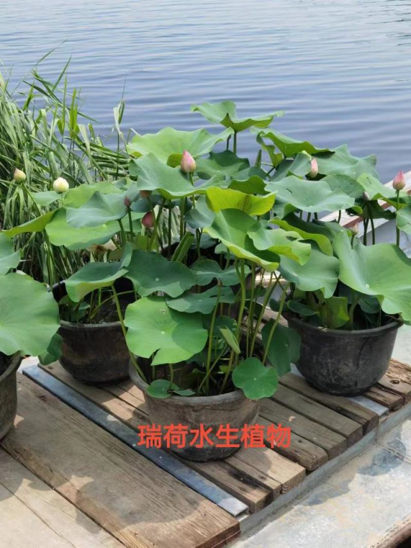 盆栽荷花荷花苗精品盆栽荷花自产自销保质保量
