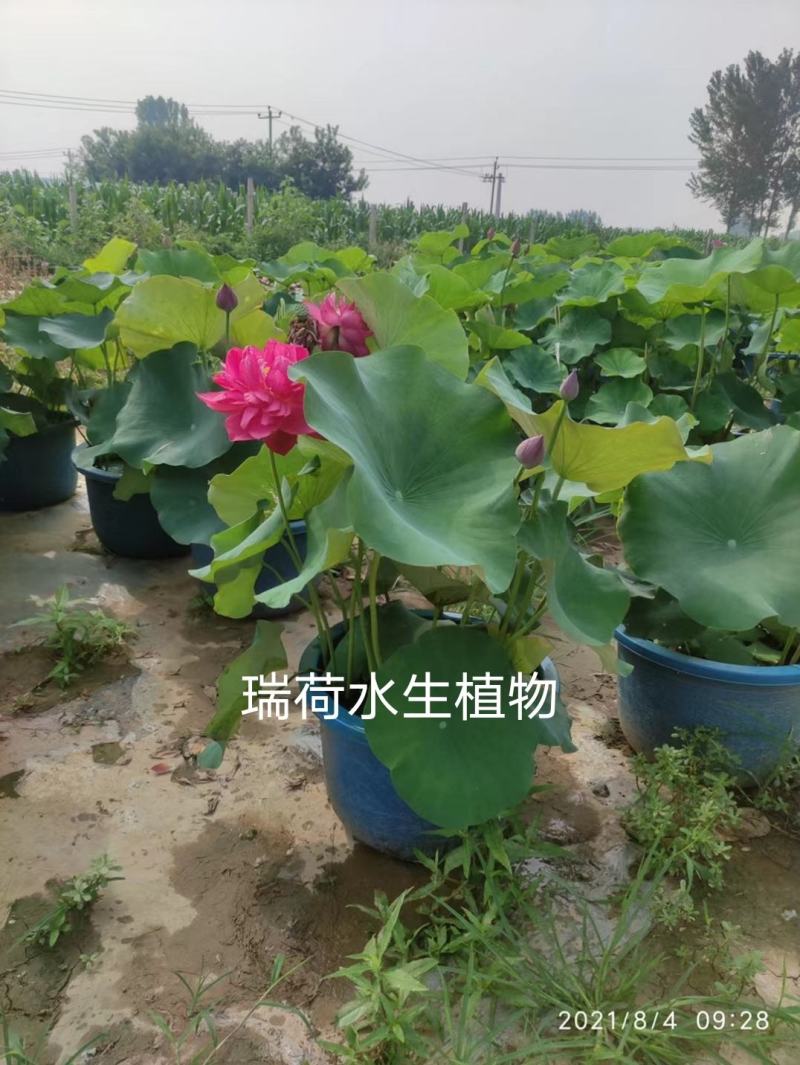 盆栽荷花荷花苗精品盆栽荷花自产自销保质保量