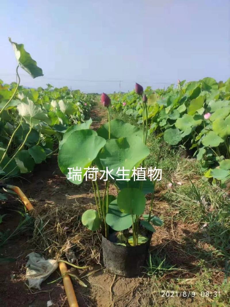盆栽荷花荷花苗精品盆栽荷花自产自销保质保量
