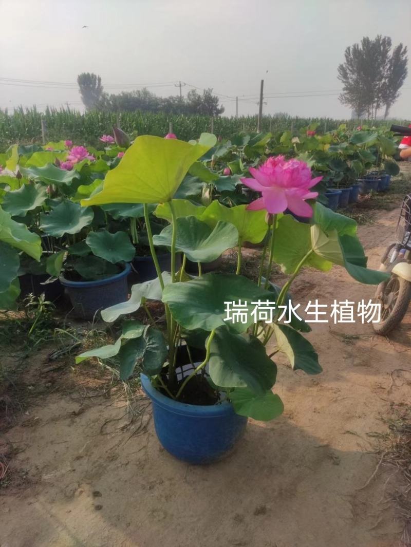 盆栽荷花荷花苗精品盆栽荷花自产自销保质保量
