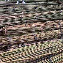 广西黄金竹大量价供应，常规或非标竹订做