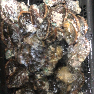 鲍鱼