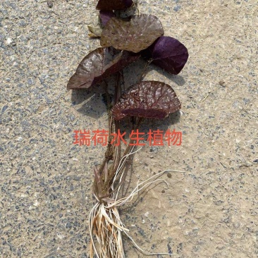 芡实芡实种子鸡头米基地自产自销保质保量