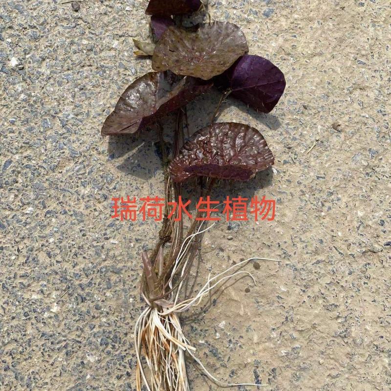 芡实芡实种子鸡头米基地自产自销保质保量