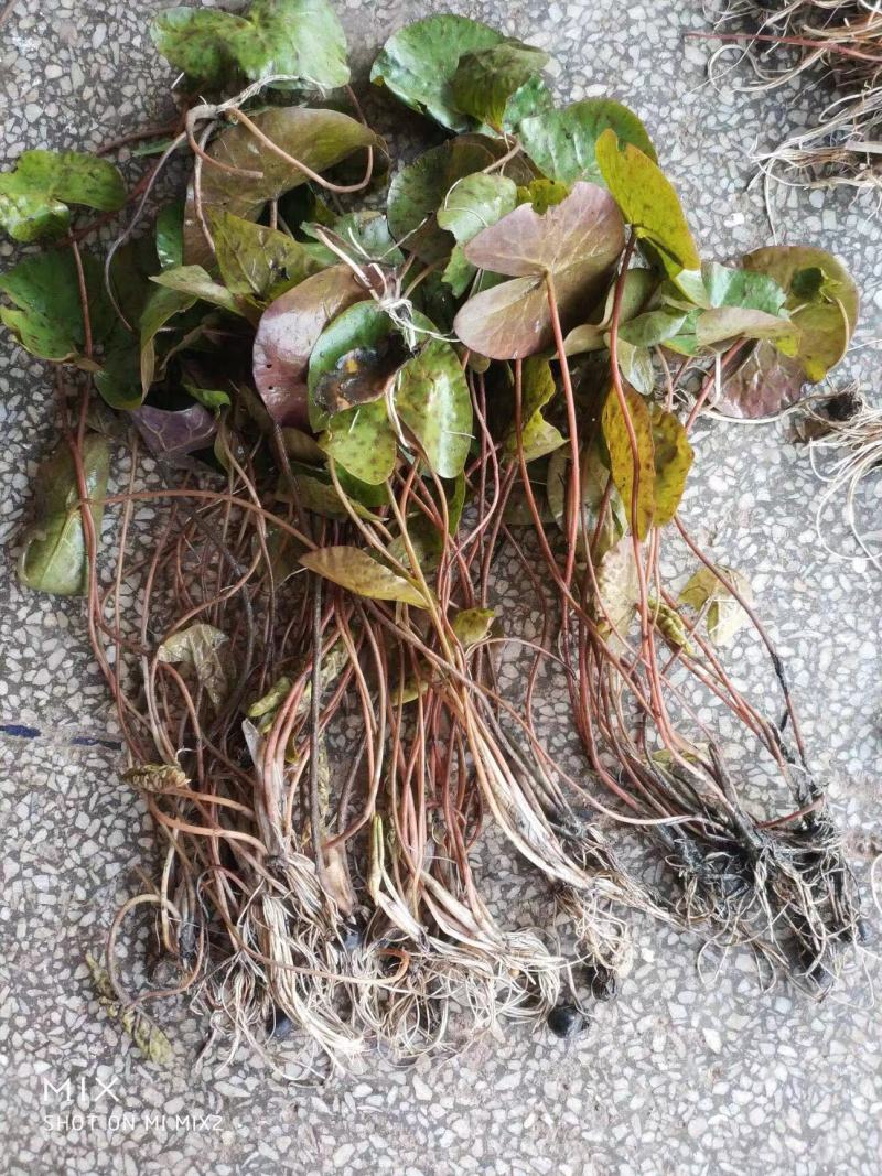 芡实芡实种子鸡头米基地自产自销保质保量