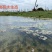 芡实芡实种子鸡头米基地自产自销保质保量