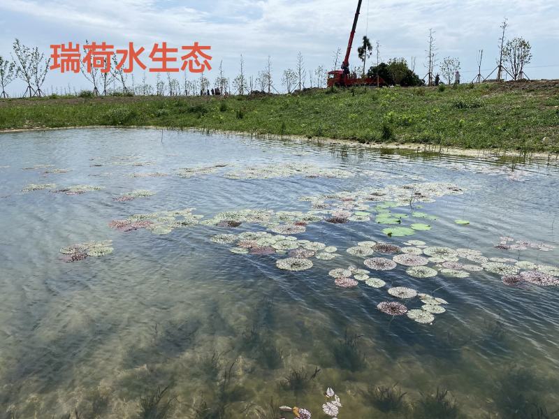 芡实芡实种子鸡头米基地自产自销保质保量