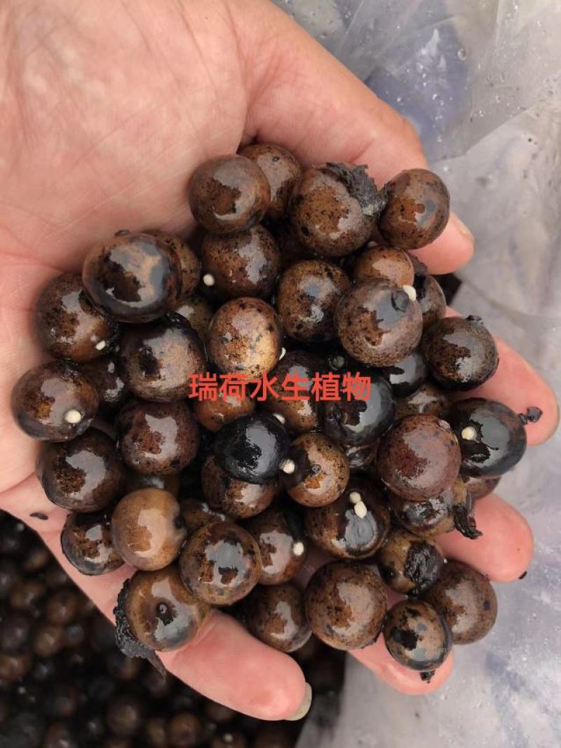 芡实芡实种子鸡头米基地自产自销保质保量