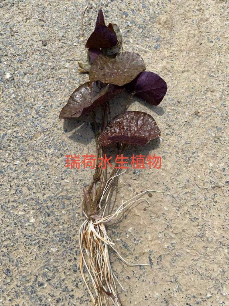 芡实芡实种子鸡头米基地自产自销保质保量