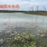 芡实芡实种子鸡头米基地自产自销保质保量