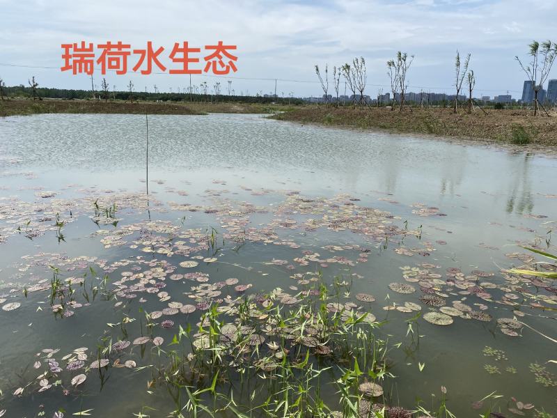 芡实芡实种子鸡头米基地自产自销保质保量