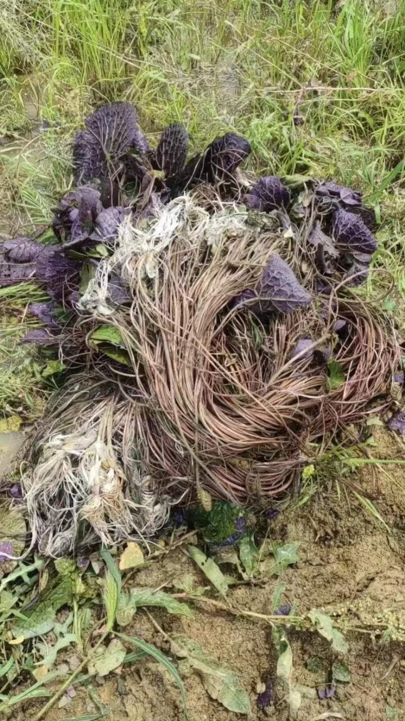 芡实芡实种子鸡头米基地自产自销保质保量