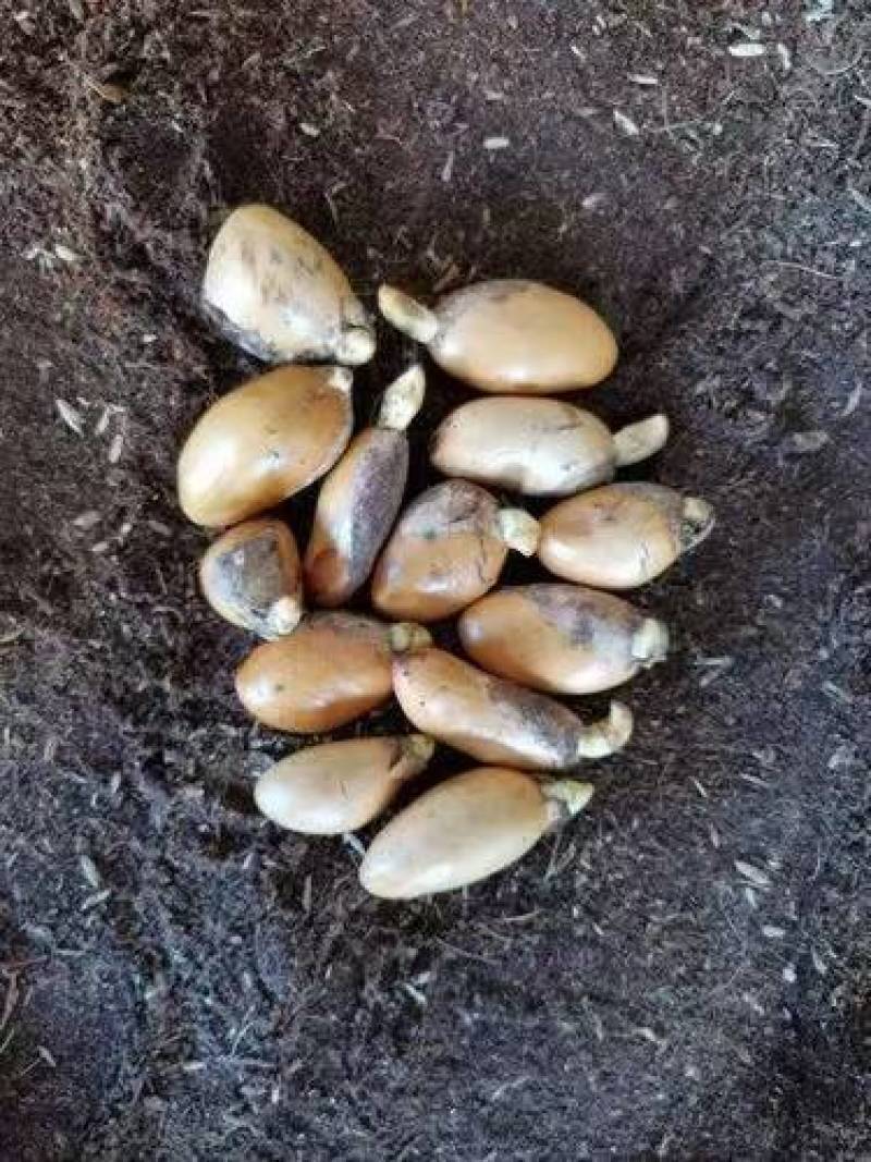 榴莲种子，正宗的金枕榴莲种子，猫山王鲜种子，榴莲种仔，