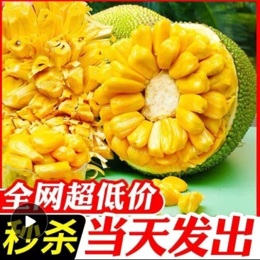 菠萝蜜，全大果出果肉多，特别香甜，果农发货，质量保证。