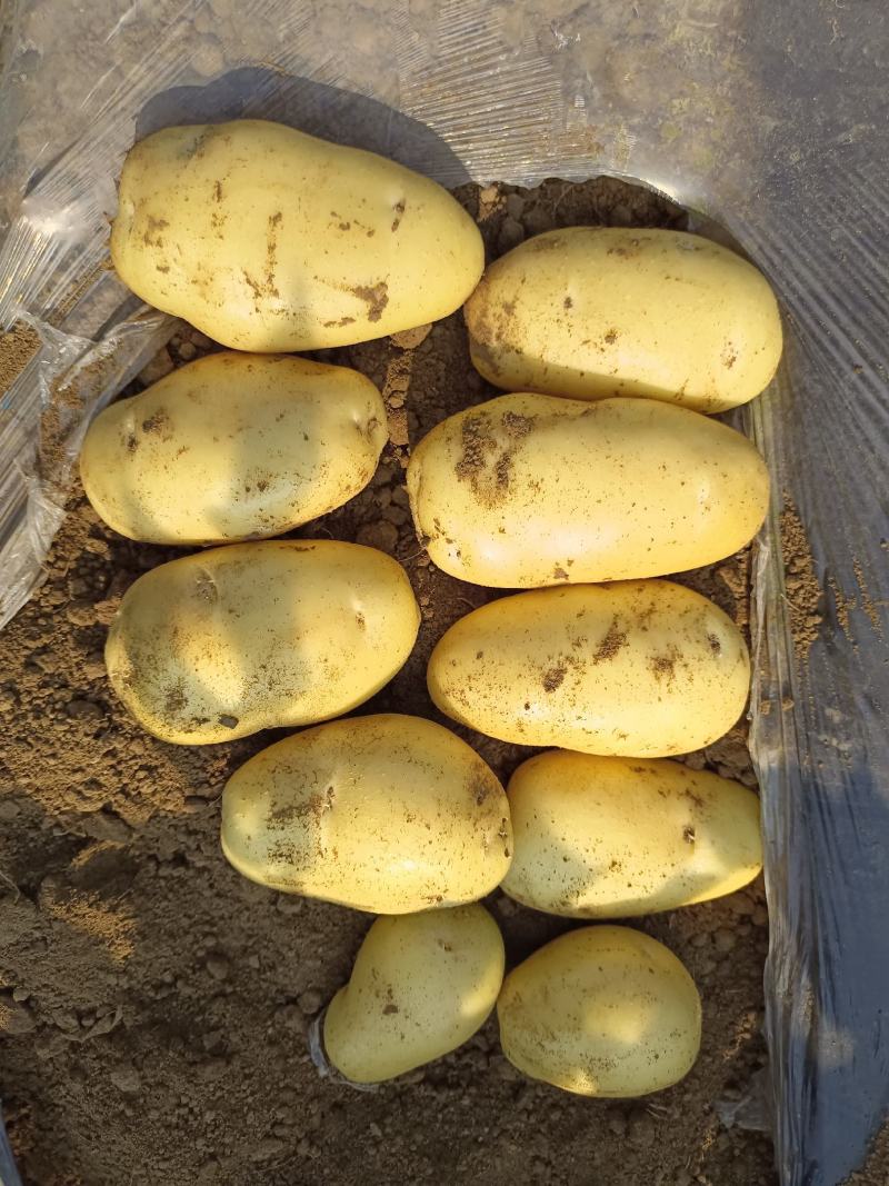 滕州土豆大量供应中4两以上货源充足市场货电商货