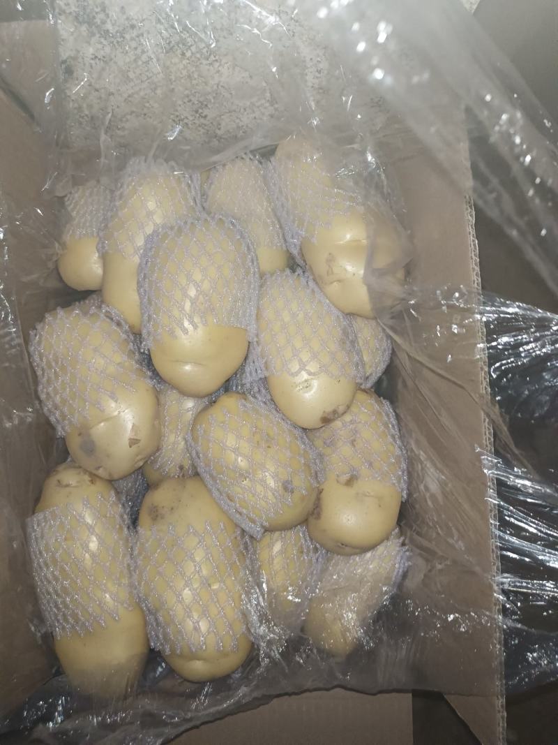 滕州土豆大量供应中4两以上货源充足市场货电商货