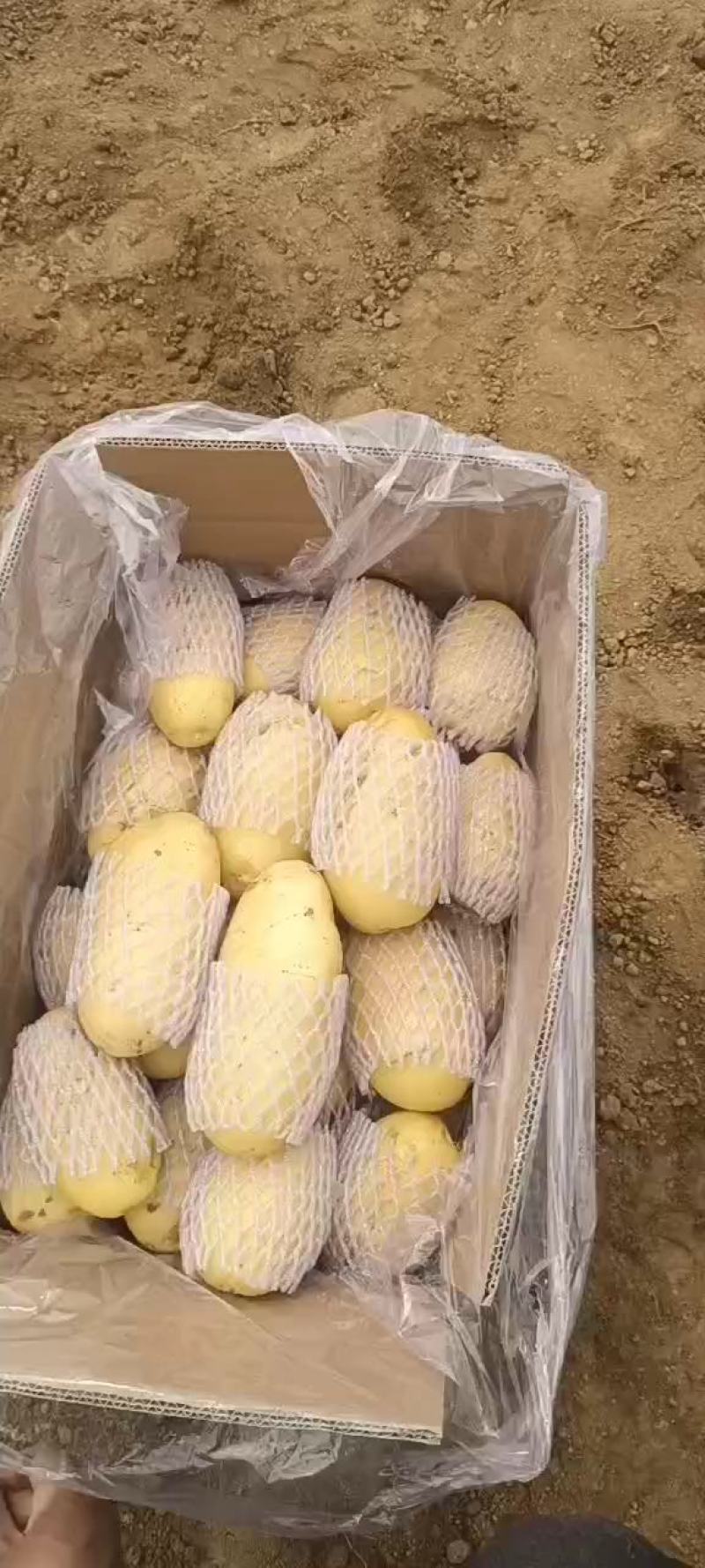 滕州土豆大量供应中4两以上货源充足市场货电商货