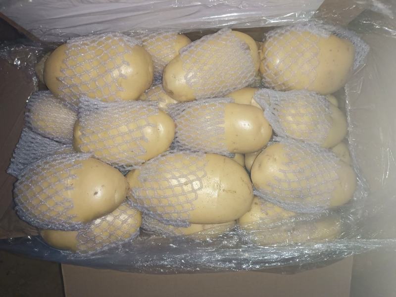 滕州土豆大量供应中4两以上货源充足市场货电商货