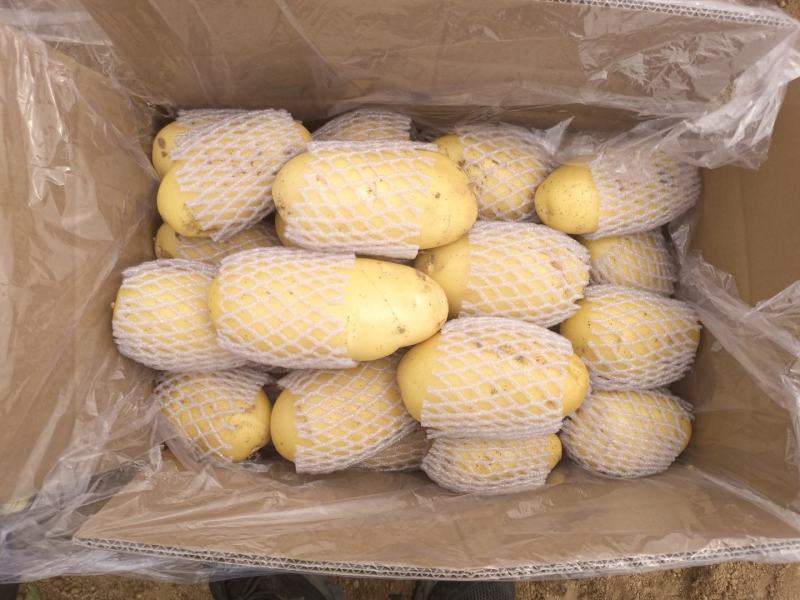 滕州土豆大量供应中4两以上货源充足市场货电商货