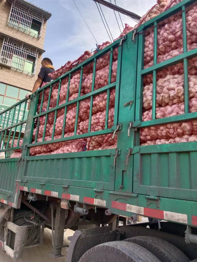 鲜大蒜需要大批量要货的联系供应各大市场，及超市可视频看货