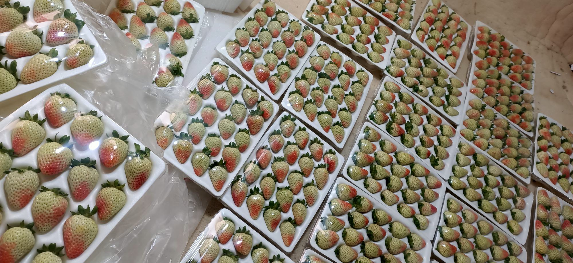 冷藏草莓示意图