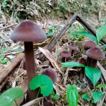 常年生产黑皮鸡枞菌包，出售鲜品鸡枞