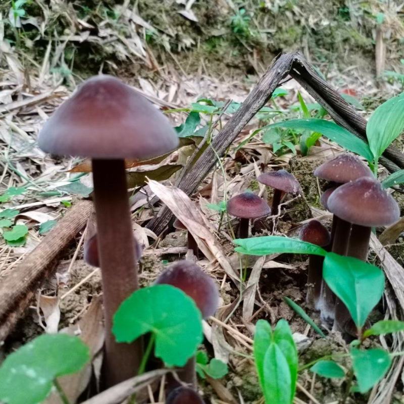 常年生产黑皮鸡枞菌包，出售鲜品鸡枞