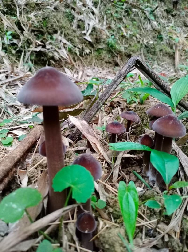 常年生产黑皮鸡枞菌包，出售鲜品鸡枞