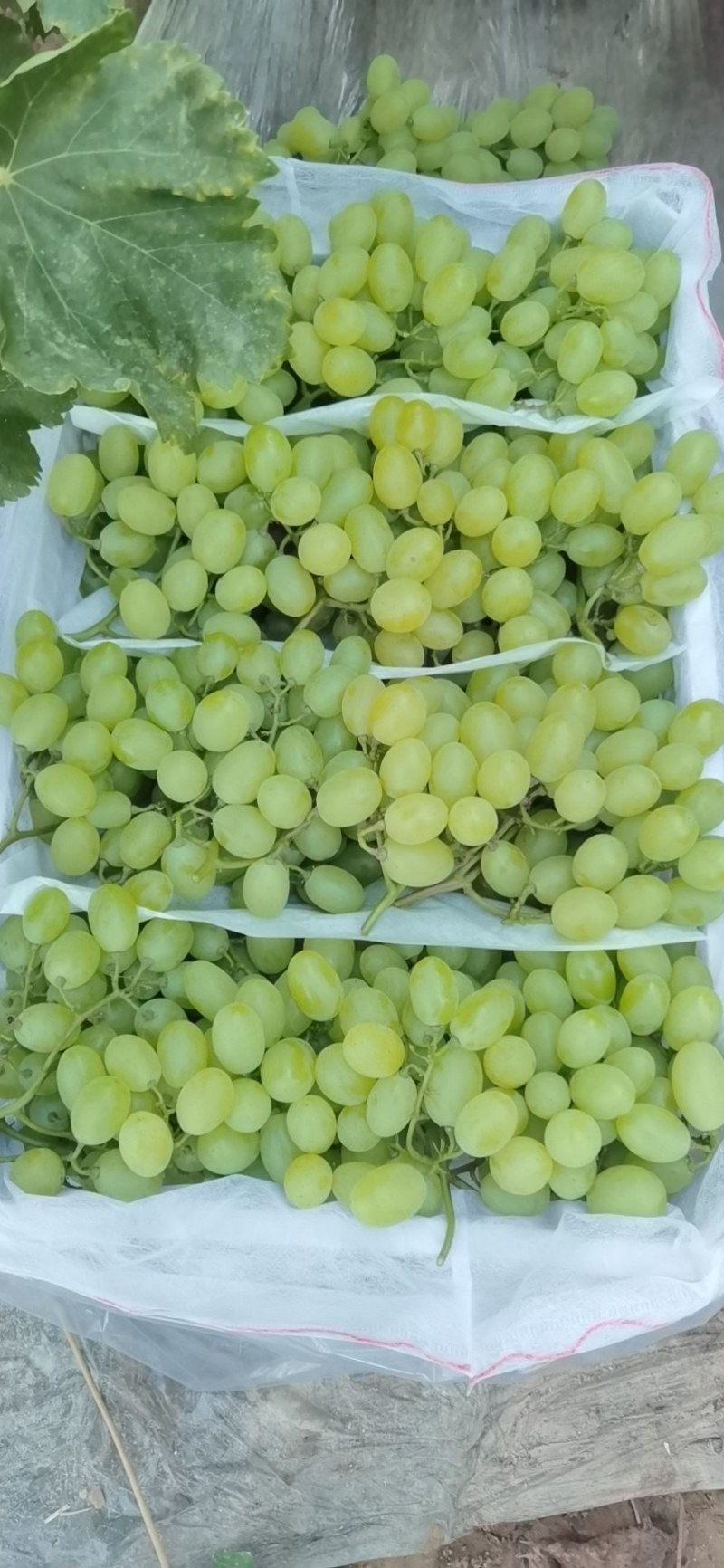 河北衡水饶阳维多利亚葡萄2斤以上5%以下
