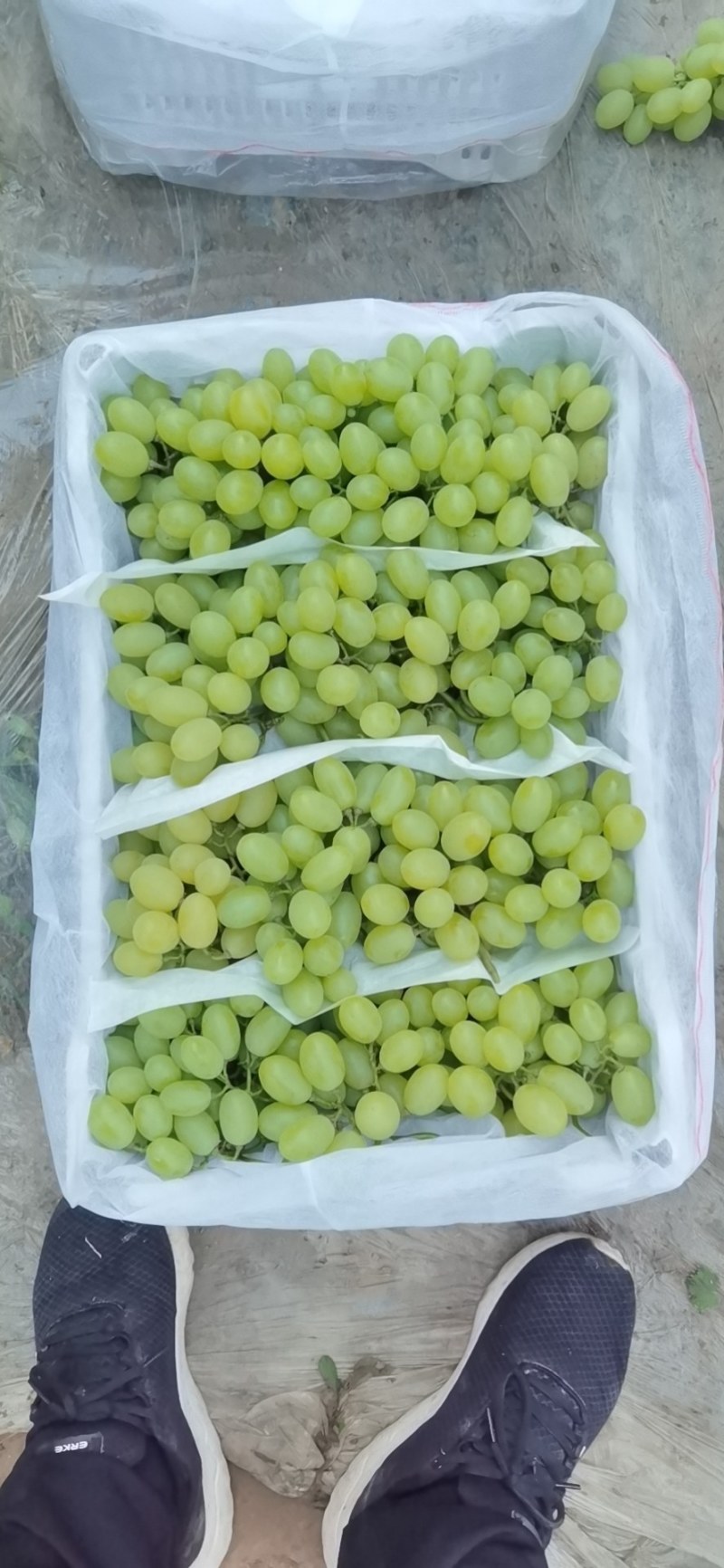 河北衡水饶阳维多利亚葡萄2斤以上5%以下