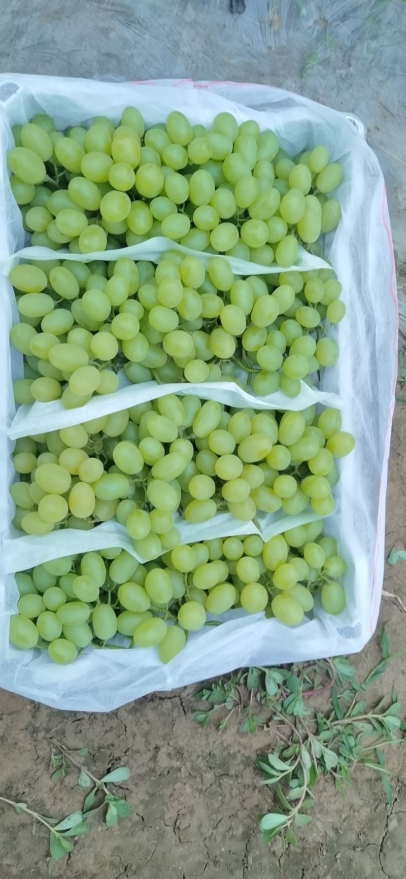 河北衡水饶阳维多利亚葡萄2斤以上5%以下