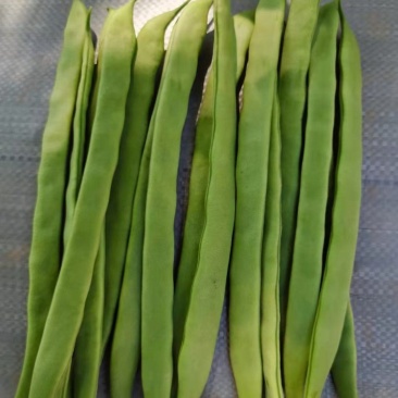三扁扁豆无筋豆大量有货