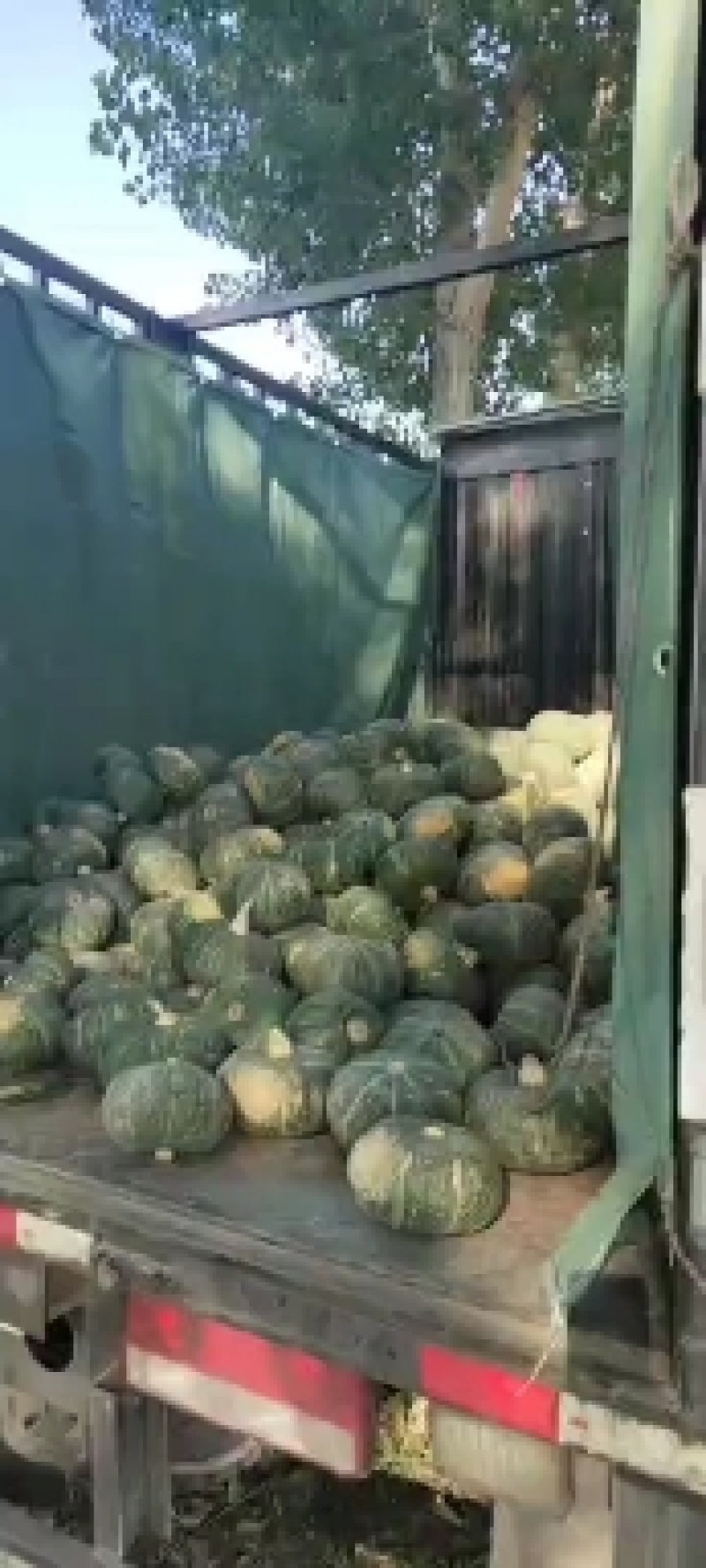 板栗南瓜，甜栗南瓜，口感甜，糯！产地直发，货源充足！