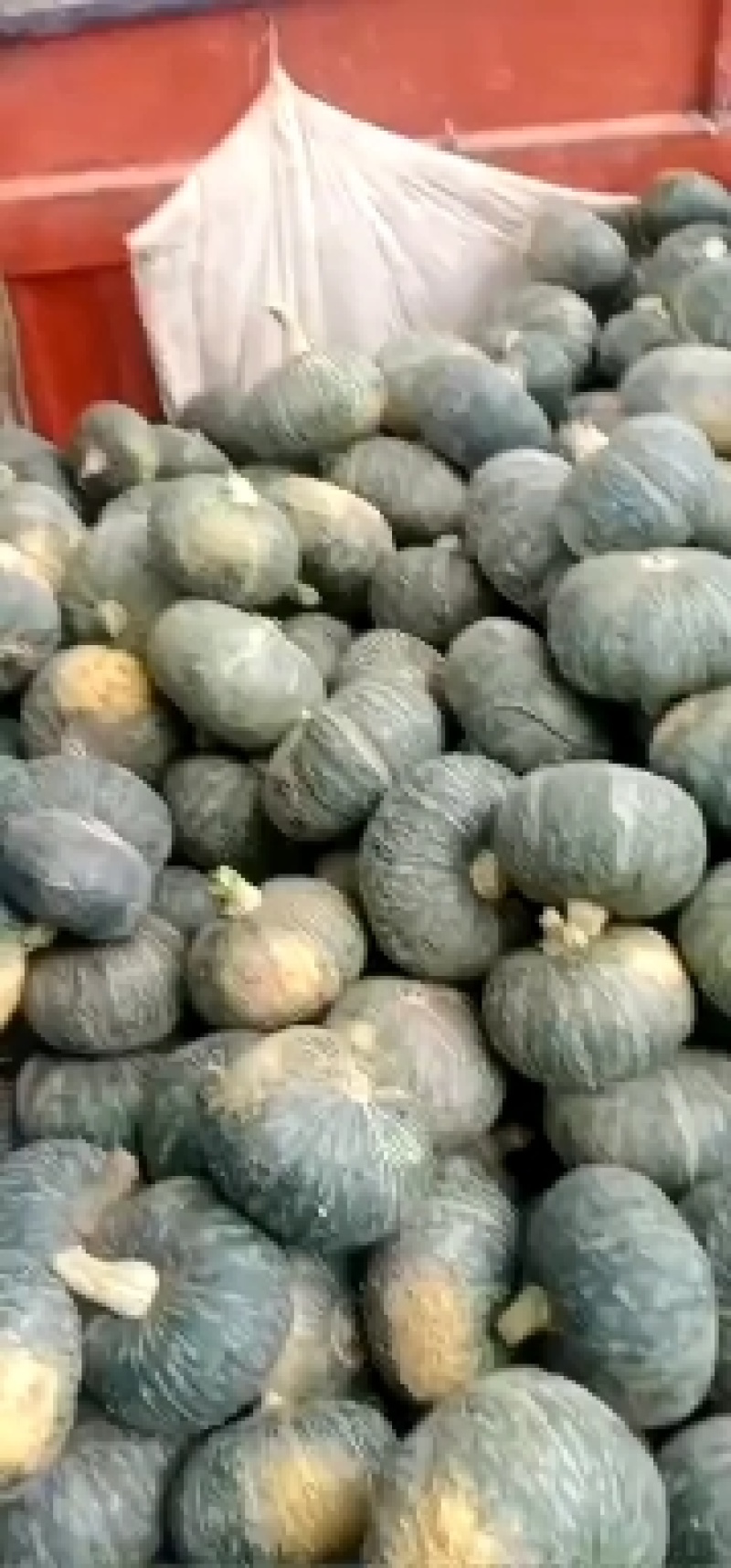 板栗南瓜，甜栗南瓜，口感甜，糯！产地直发，货源充足！