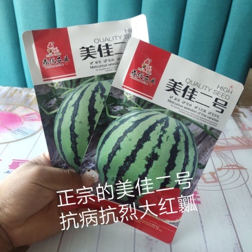 美佳二号西瓜种子懒汉式管理结果很多圆型大圆正糖度14.1