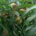 （推荐精品:）湖南怀化芷江高山脱骨桃，口感好，特甜