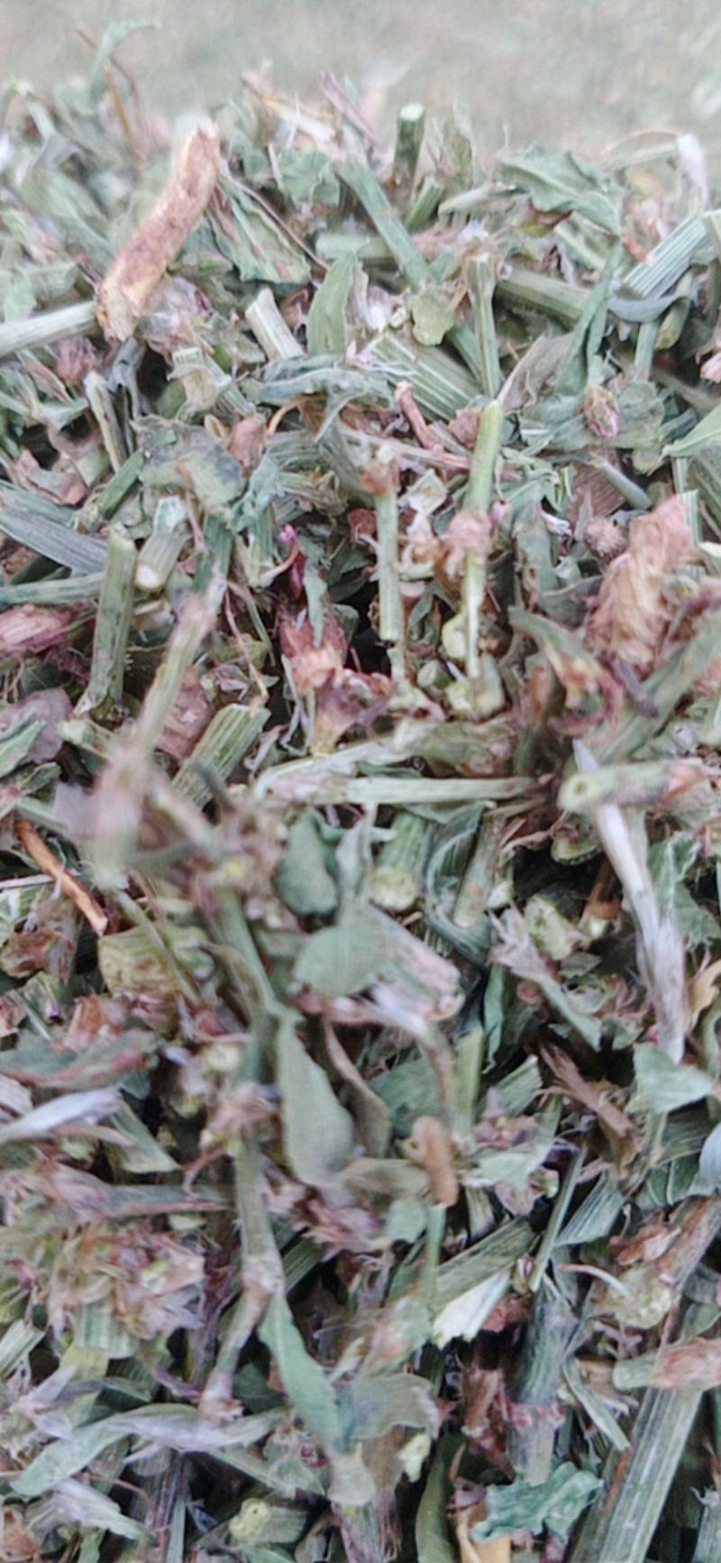 萹蓄新货颜色好量大从优实物拍摄