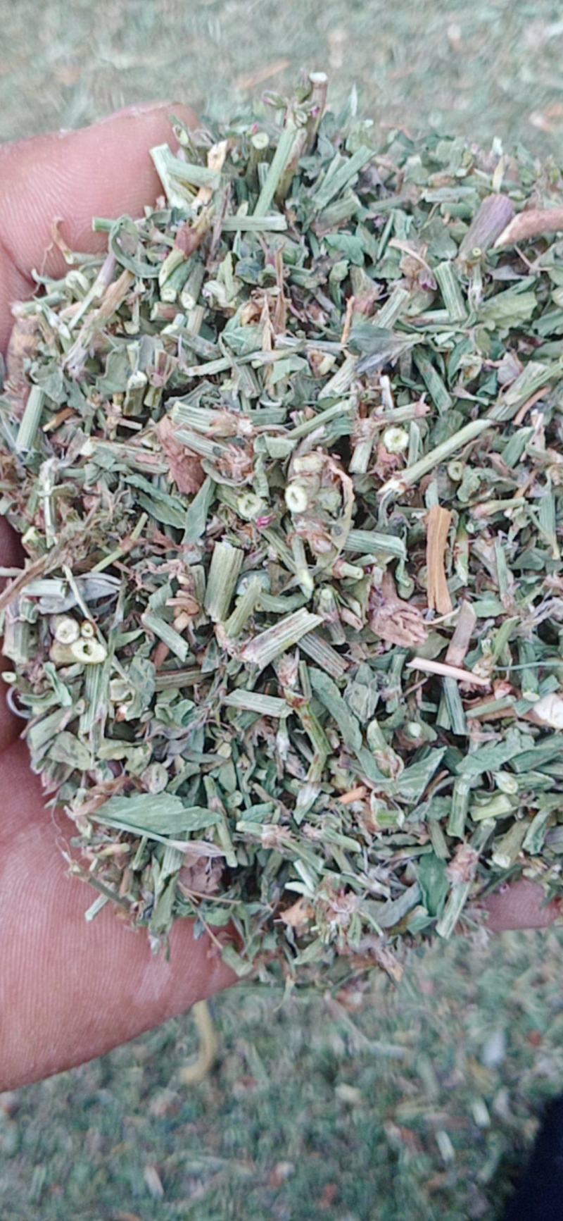 萹蓄新货颜色好量大从优实物拍摄