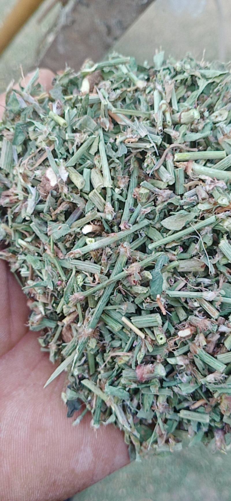 萹蓄新货颜色好量大从优实物拍摄