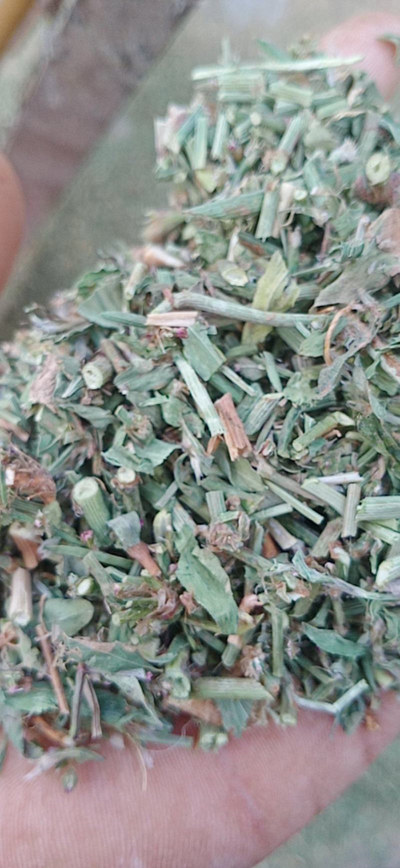 萹蓄新货颜色好量大从优实物拍摄