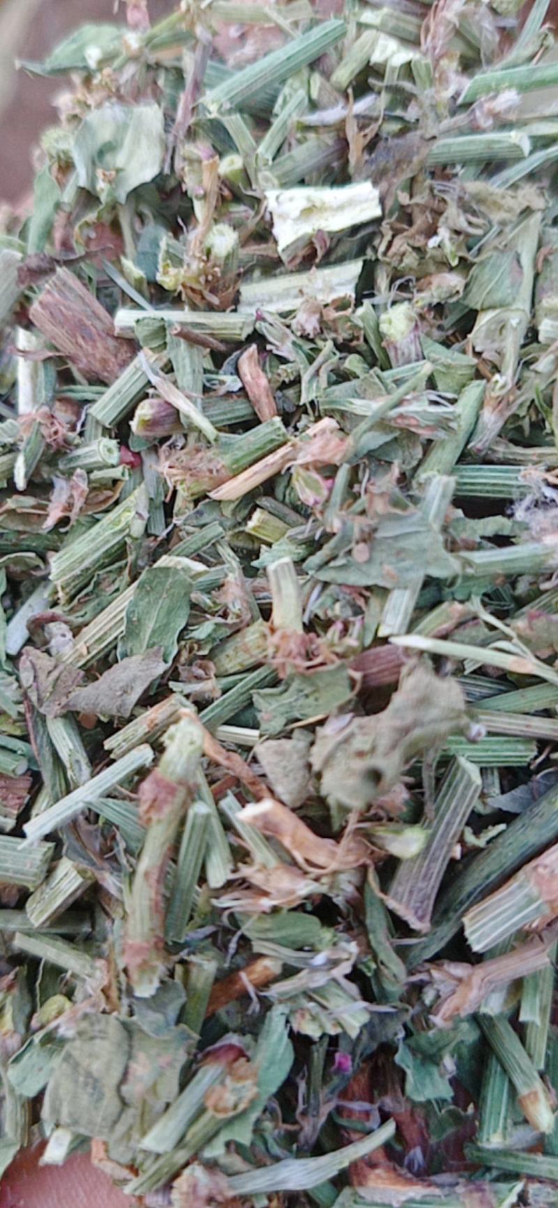 萹蓄新货颜色好量大从优实物拍摄