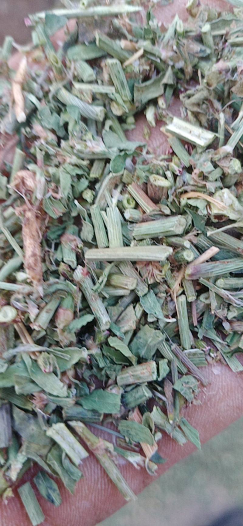 萹蓄新货颜色好量大从优实物拍摄