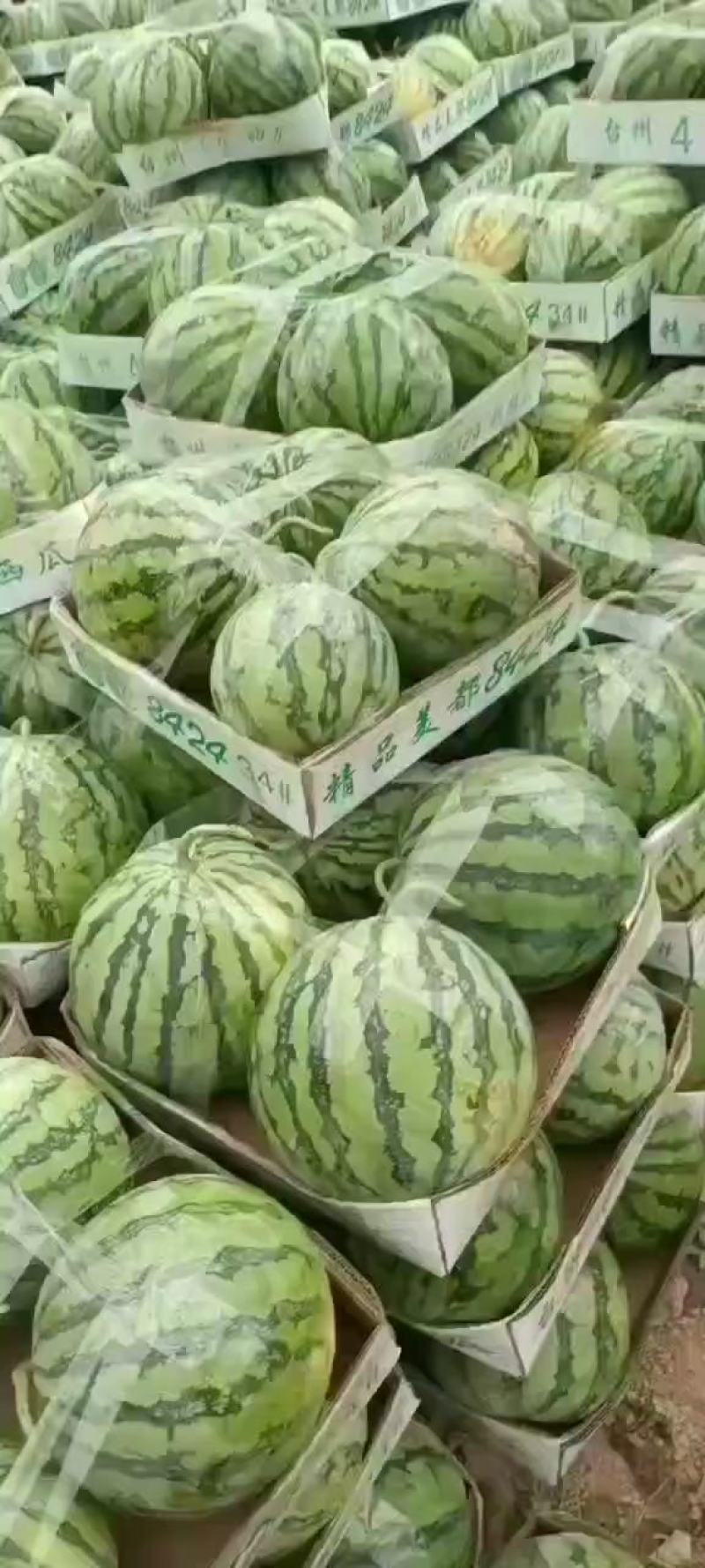 大棚西瓜，美都，8424，九甜，大量上市中，物美价廉