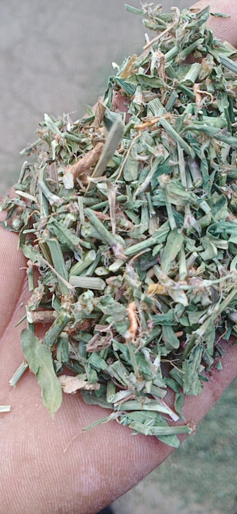 萹蓄新货颜色好量大从优实物拍摄
