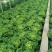 麻叶菜大量供应、产地直销、质量保证、欢迎采购