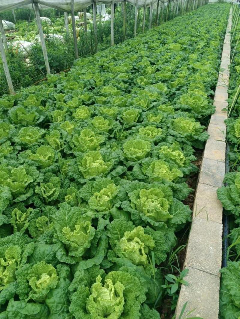麻叶菜大量供应、产地直销、质量保证、欢迎采购