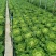 麻叶菜大量供应、产地直销、质量保证、欢迎采购
